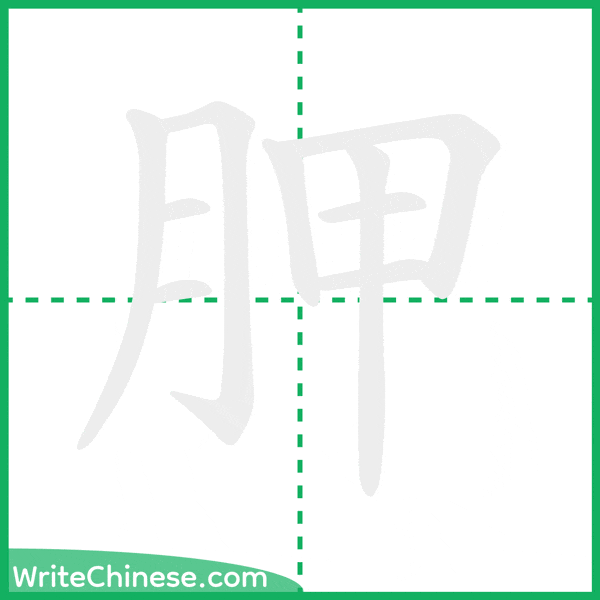 中国語の簡体字「胛」の筆順アニメーション