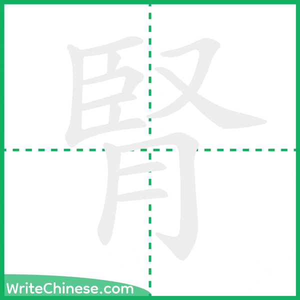 中国語の簡体字「腎」の筆順アニメーション
