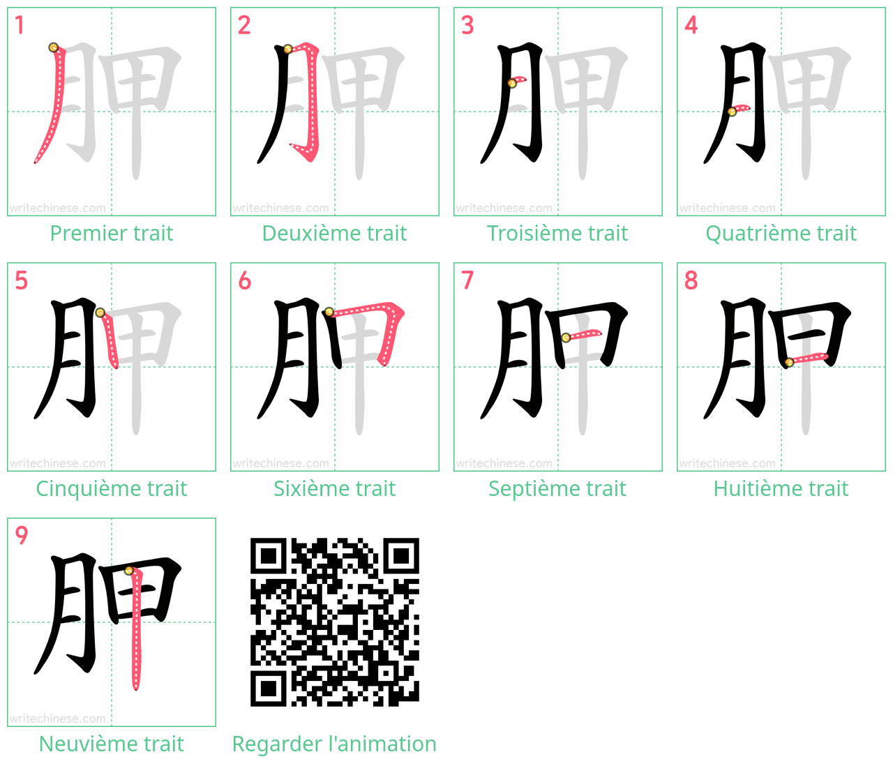 Diagrammes d'ordre des traits étape par étape pour le caractère 胛