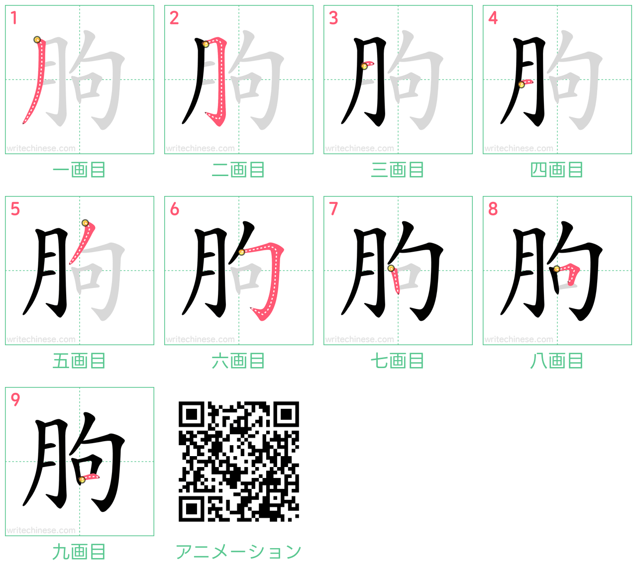 中国語の漢字「朐」の書き順 筆順