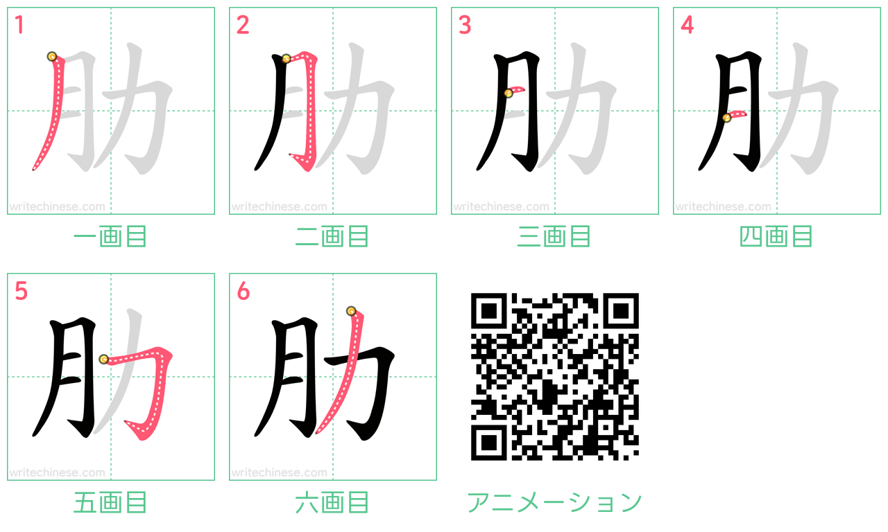 中国語の漢字「肋」の書き順 筆順