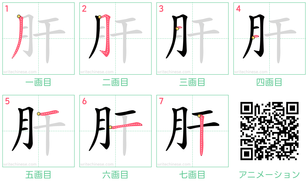 中国語の漢字「肝」の書き順 筆順