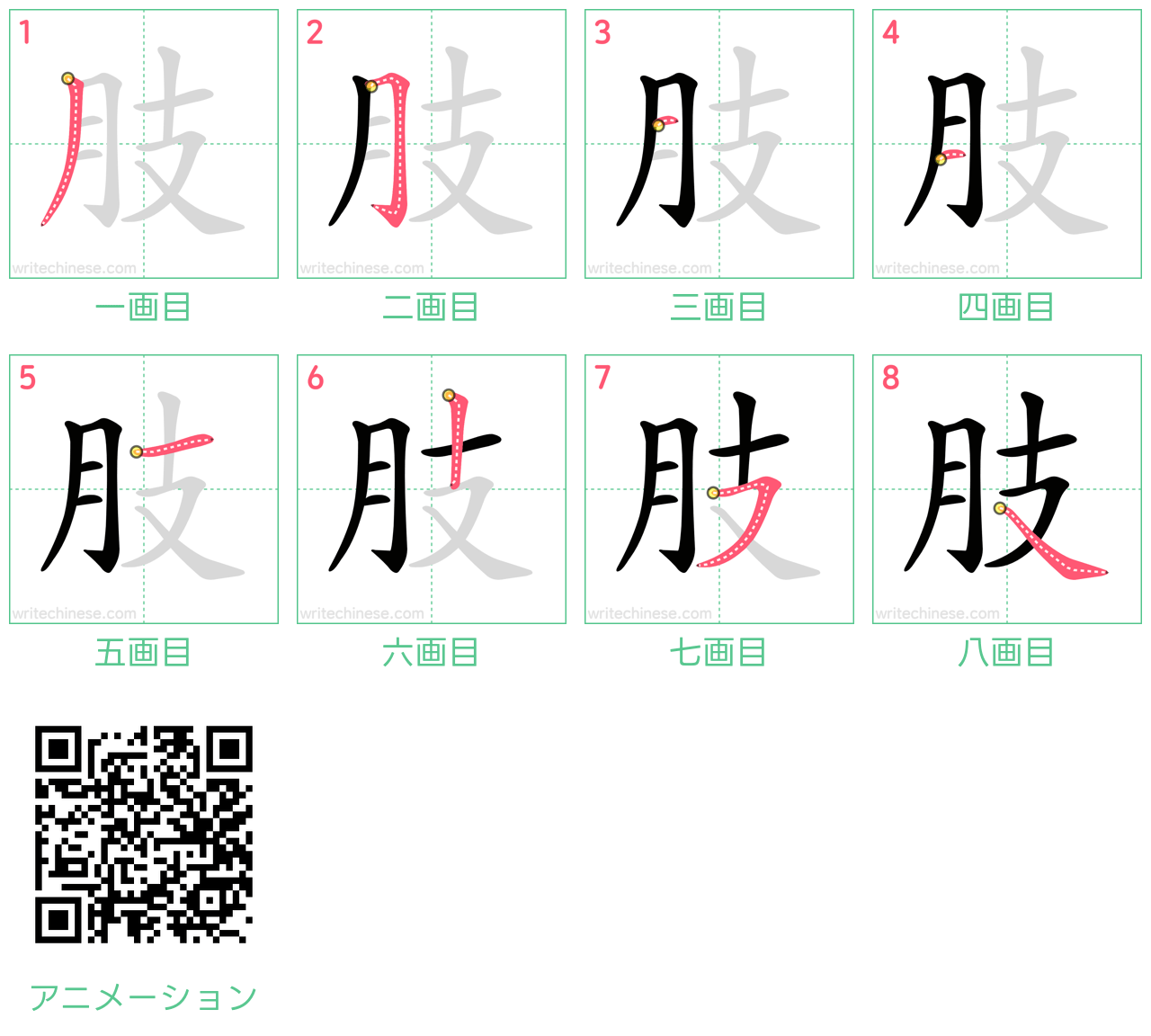中国語の漢字「肢」の書き順 筆順