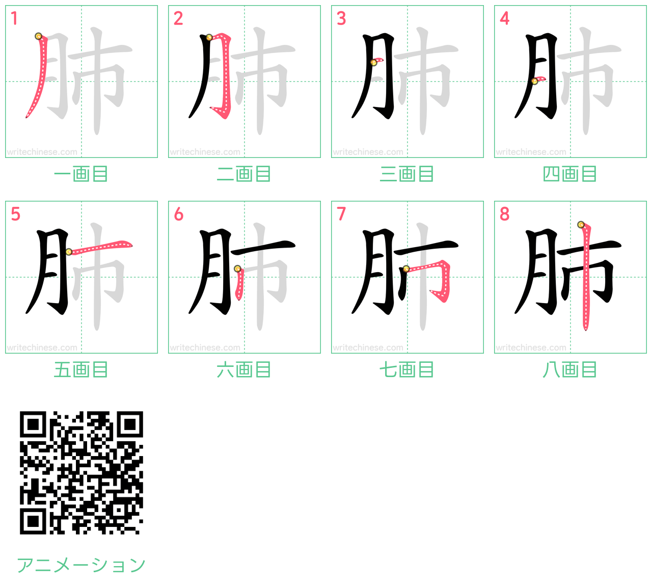 中国語の漢字「肺」の書き順 筆順
