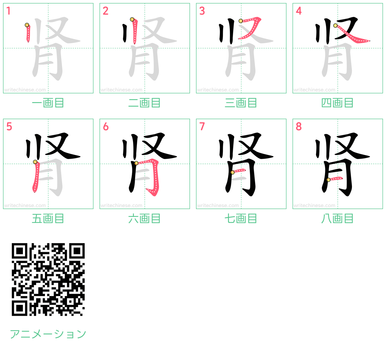 中国語の漢字「肾」の書き順 筆順