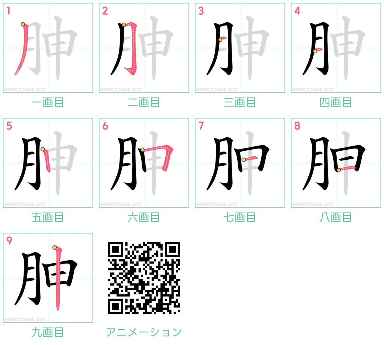 中国語の漢字「胂」の書き順 筆順