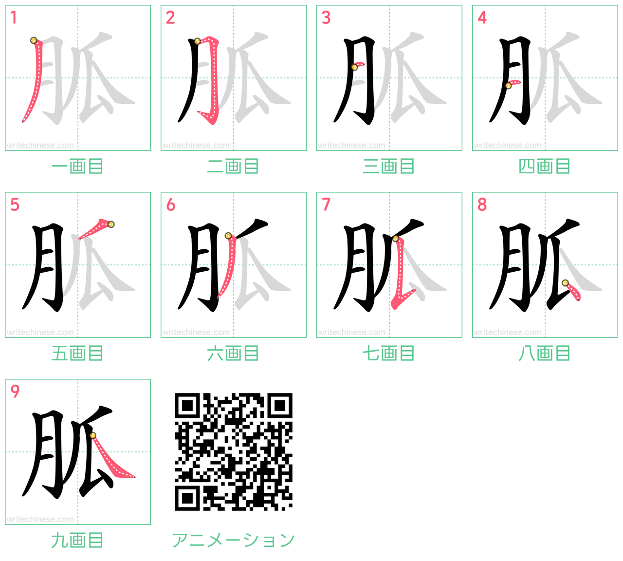 中国語の漢字「胍」の書き順 筆順
