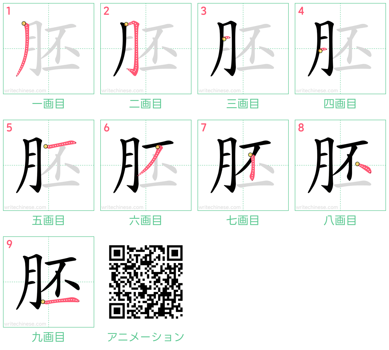 中国語の漢字「胚」の書き順 筆順