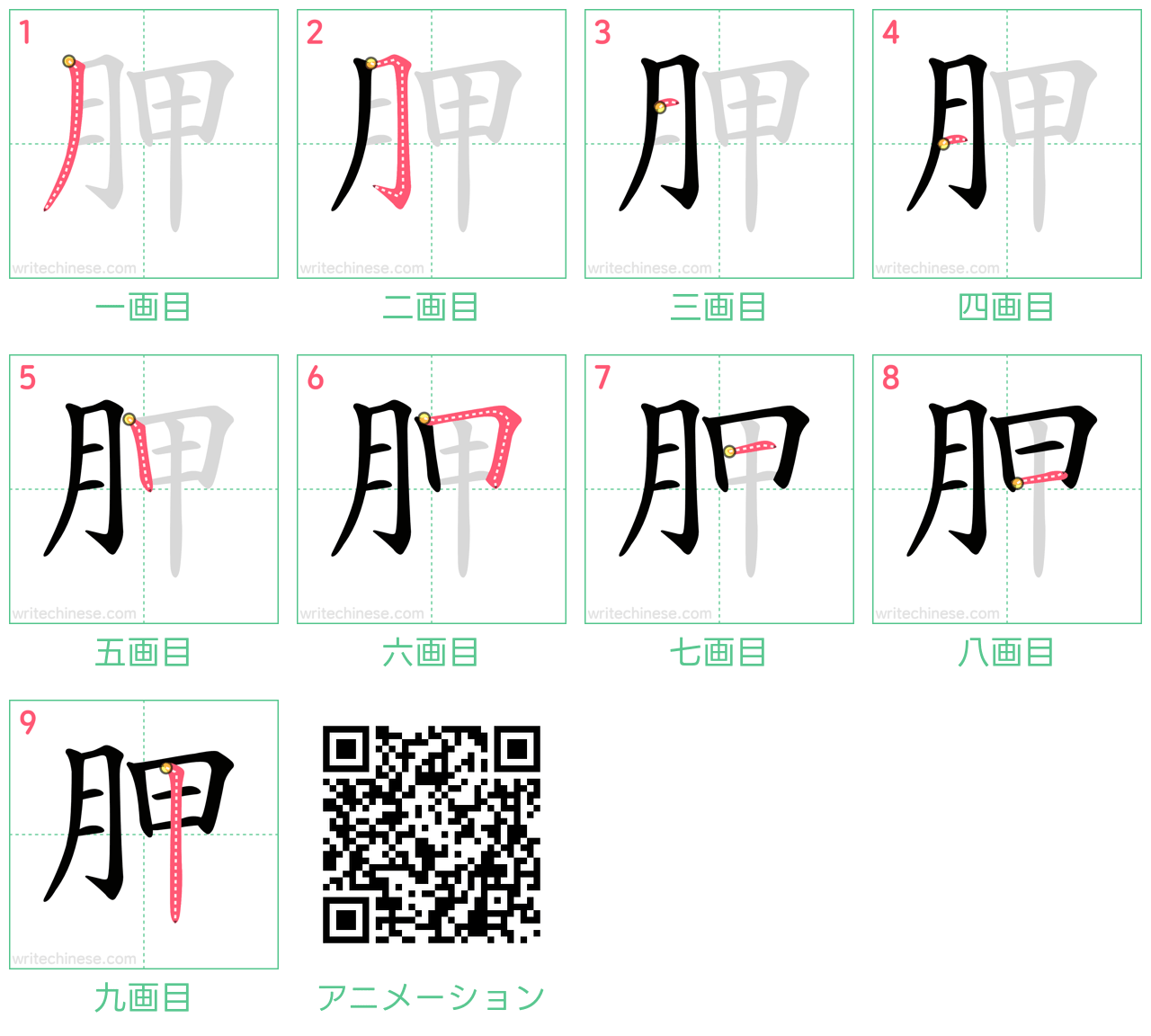 中国語の漢字「胛」の書き順 筆順