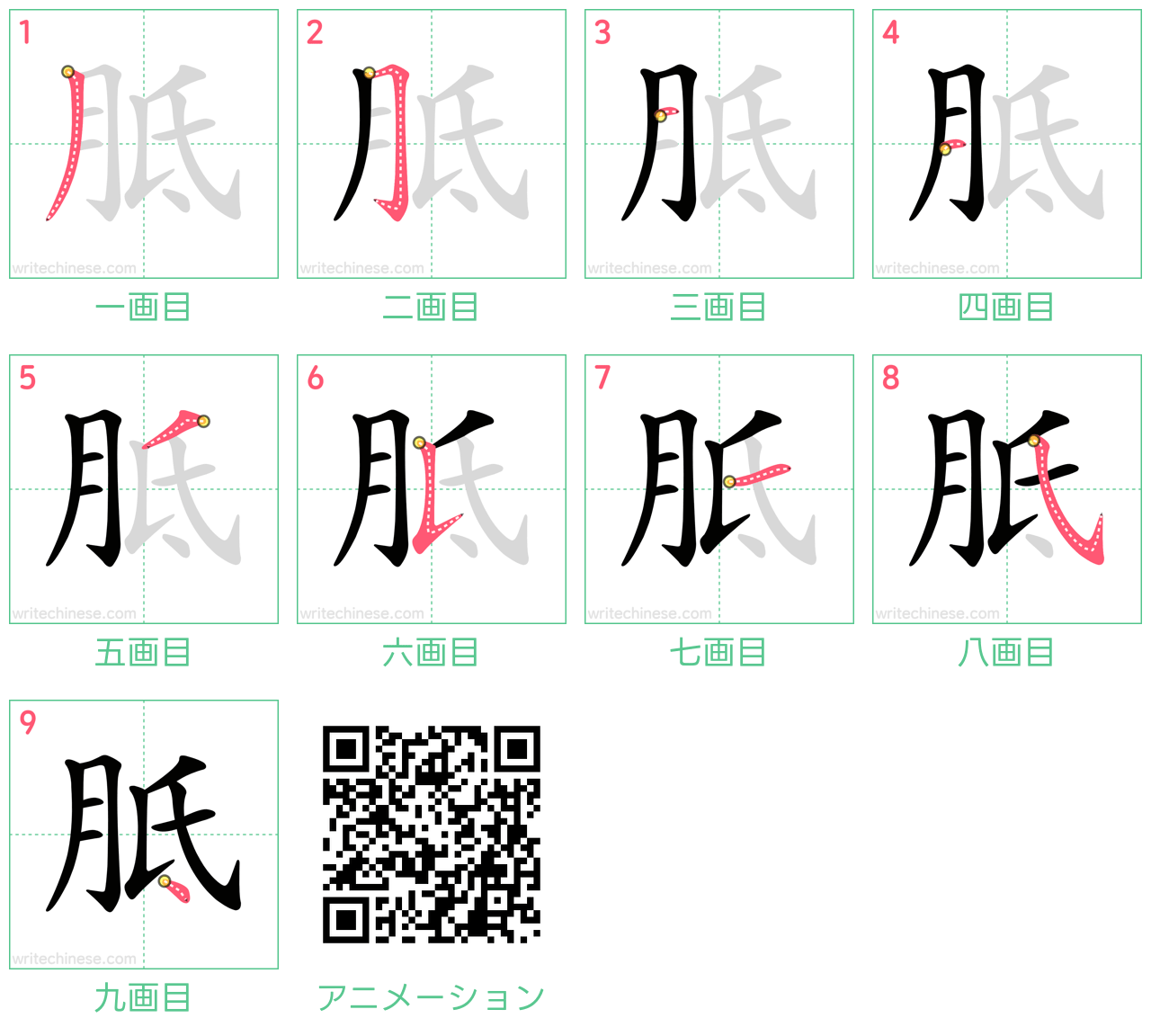 中国語の漢字「胝」の書き順 筆順