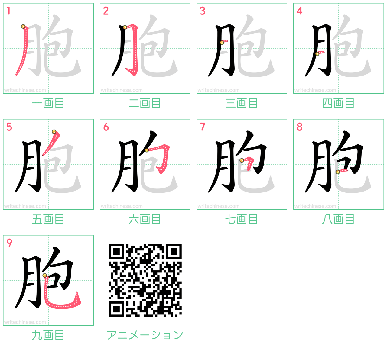 中国語の漢字「胞」の書き順 筆順