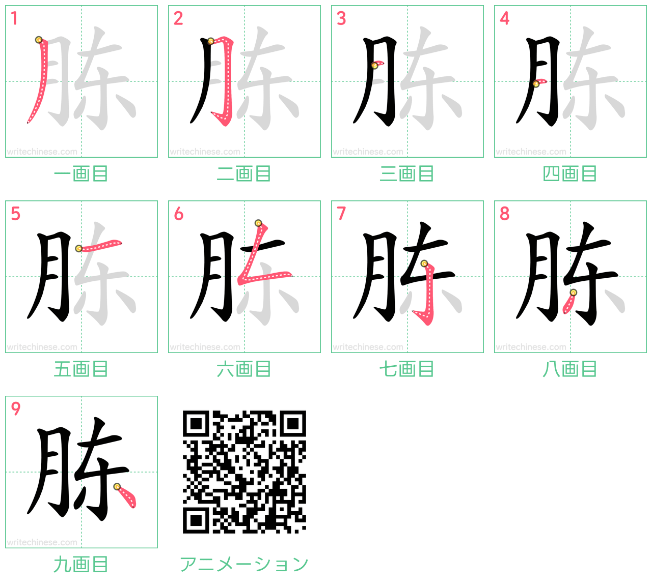 中国語の漢字「胨」の書き順 筆順