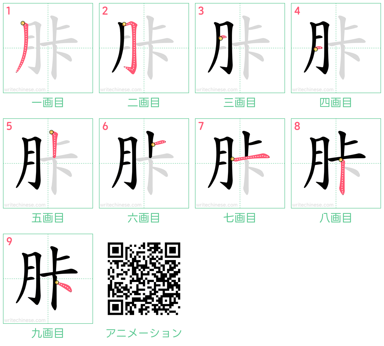 中国語の漢字「胩」の書き順 筆順