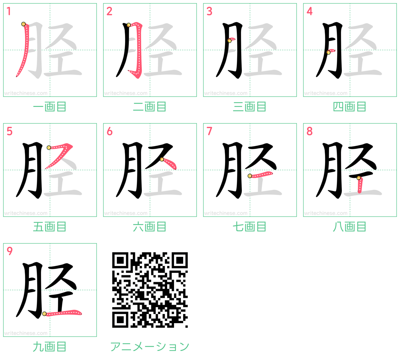 中国語の漢字「胫」の書き順 筆順