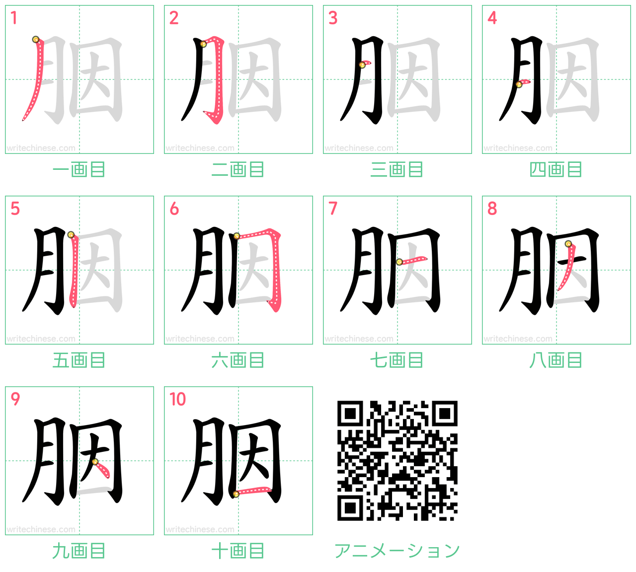 中国語の漢字「胭」の書き順 筆順