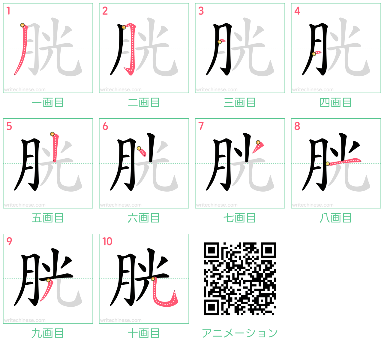 中国語の漢字「胱」の書き順 筆順