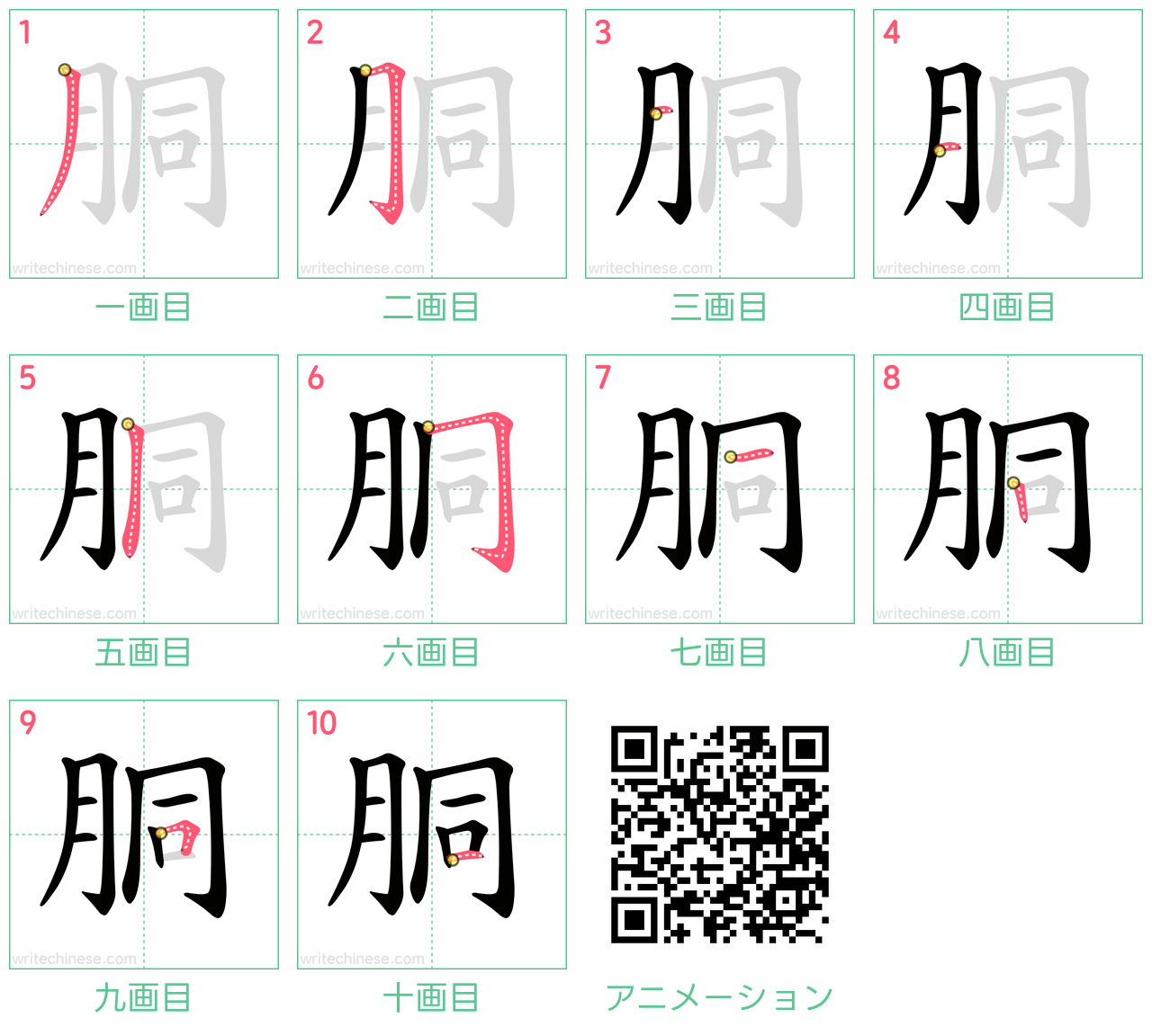 中国語の漢字「胴」の書き順 筆順