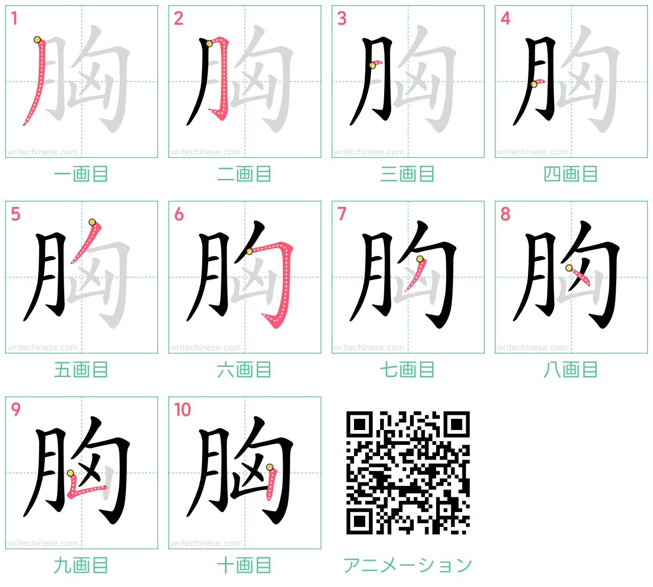 中国語の漢字「胸」の書き順 筆順