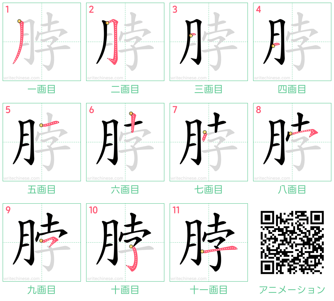 中国語の漢字「脖」の書き順 筆順