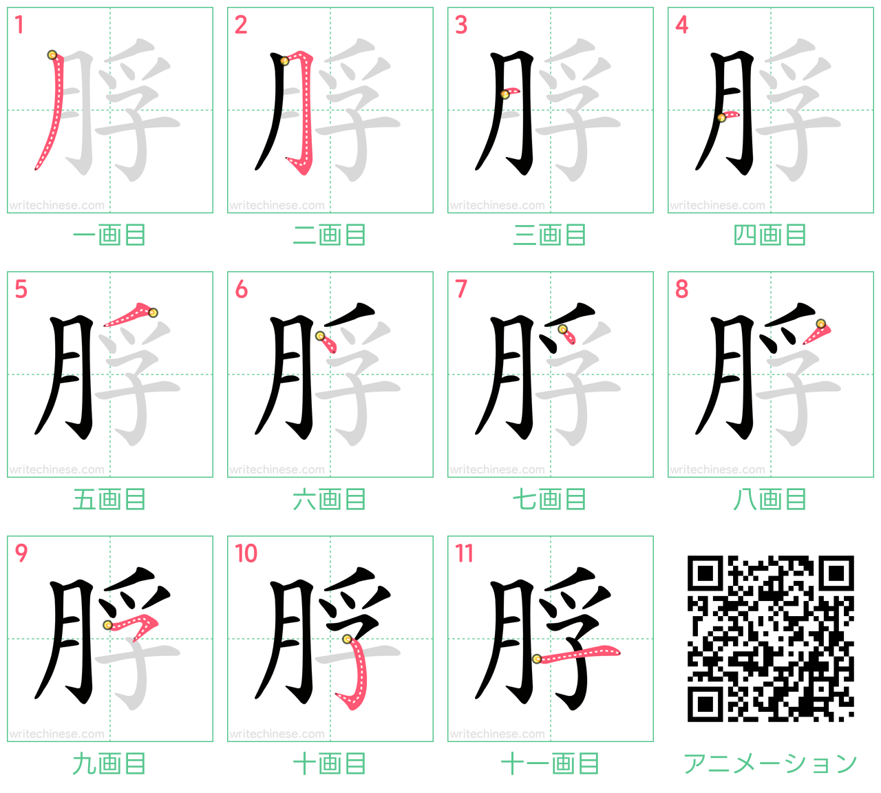 中国語の漢字「脬」の書き順 筆順