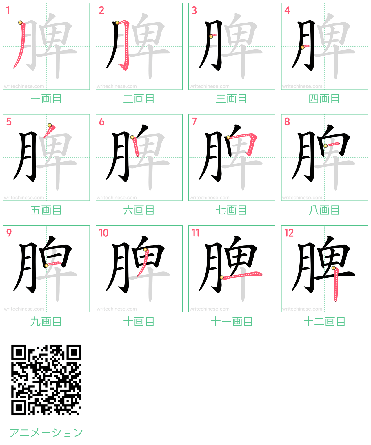 中国語の漢字「脾」の書き順 筆順