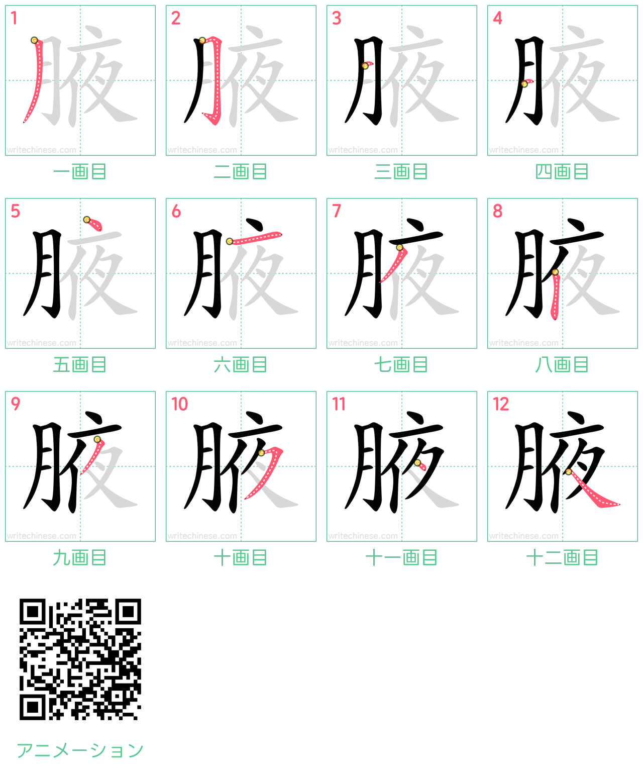 中国語の漢字「腋」の書き順 筆順