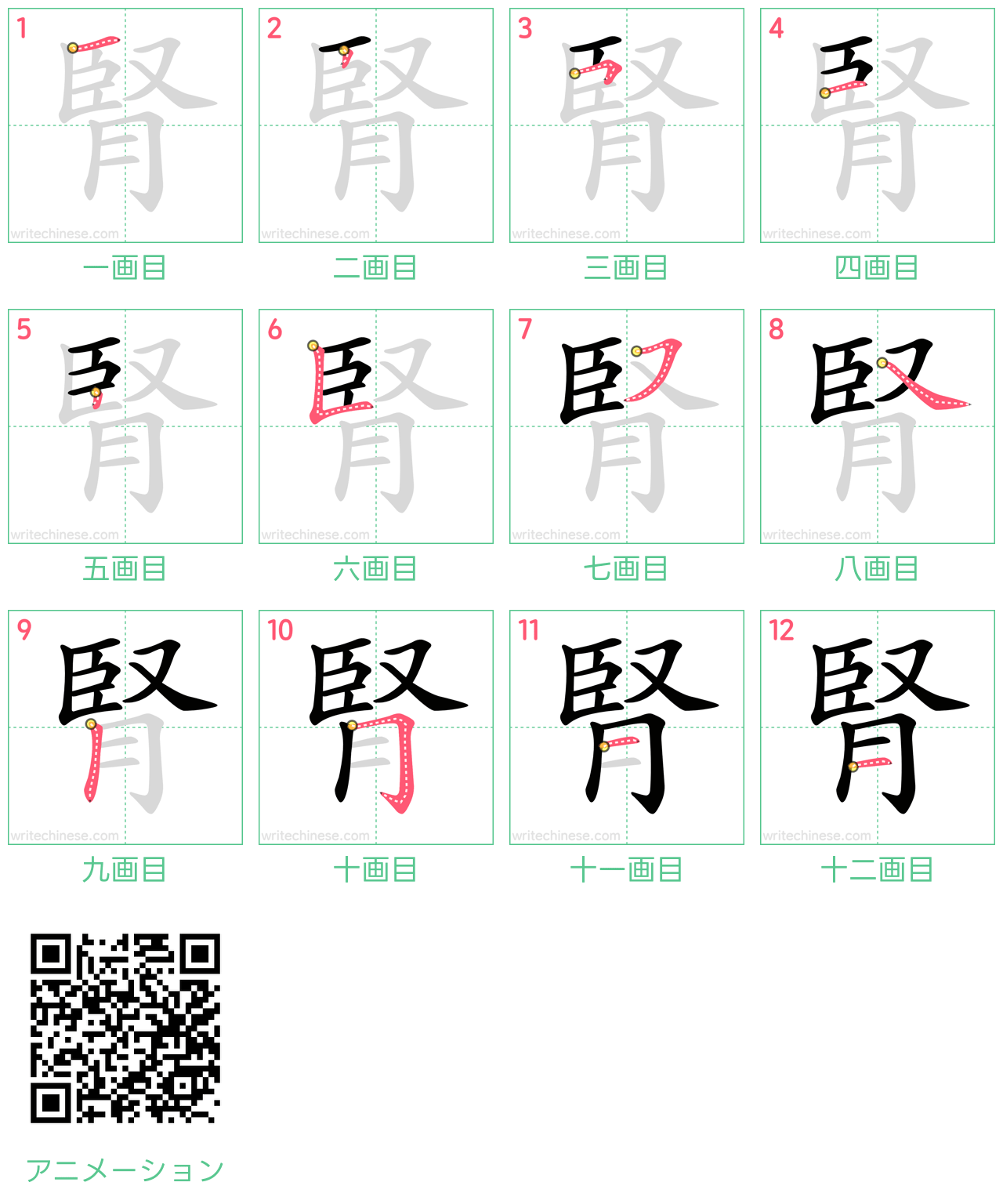 中国語の漢字「腎」の書き順 筆順