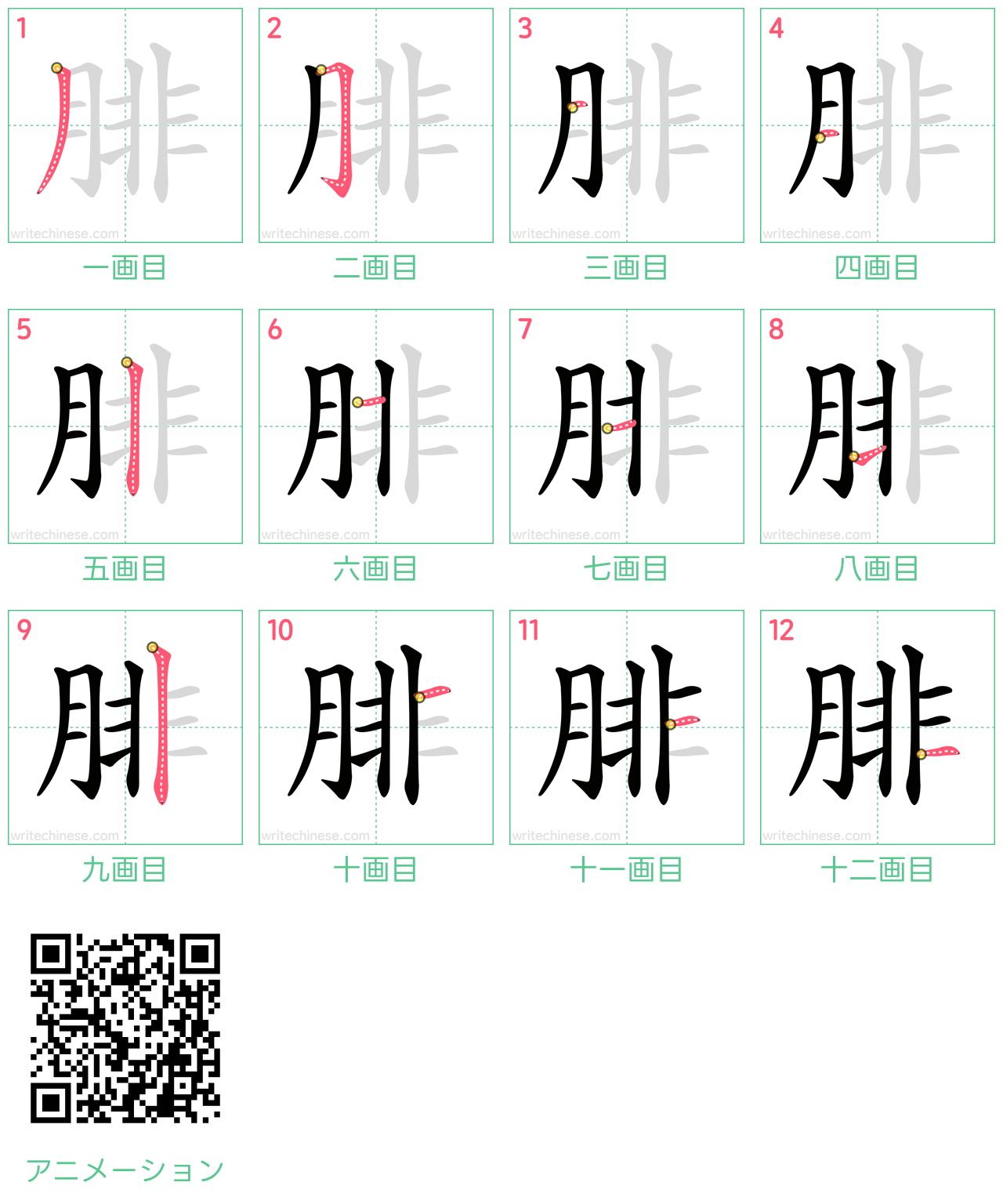 中国語の漢字「腓」の書き順 筆順