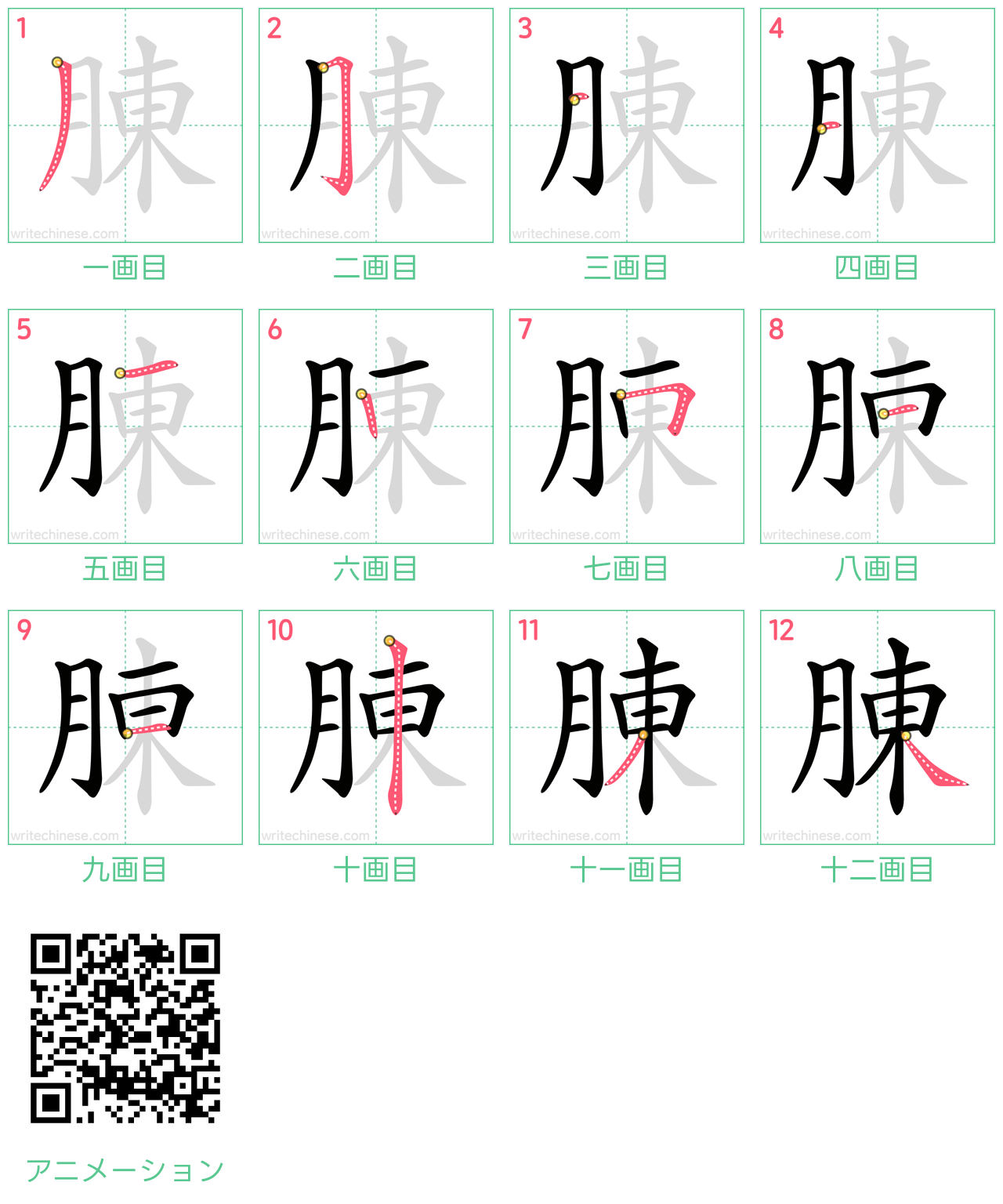 中国語の漢字「腖」の書き順 筆順