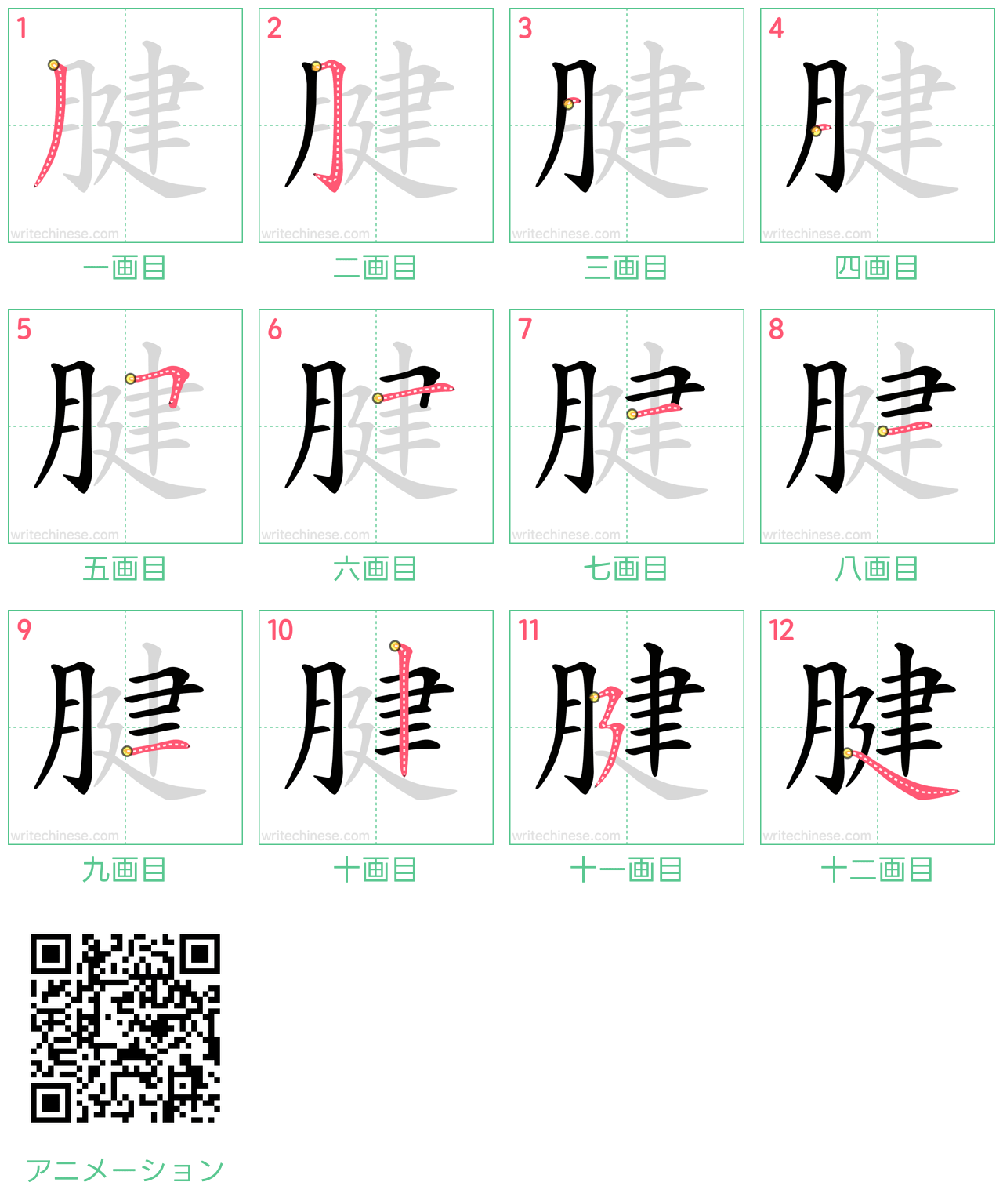 中国語の漢字「腱」の書き順 筆順