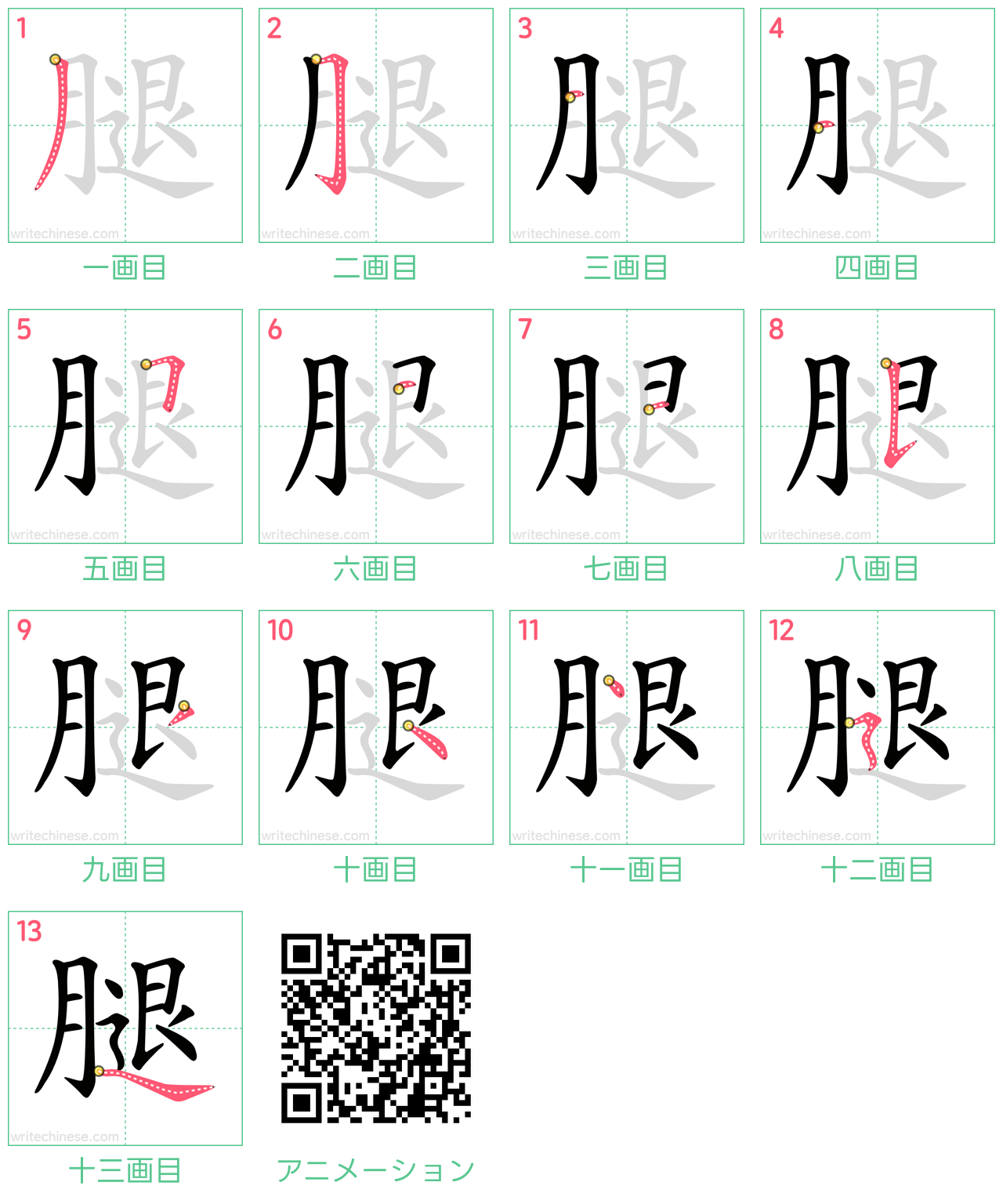 中国語の漢字「腿」の書き順 筆順