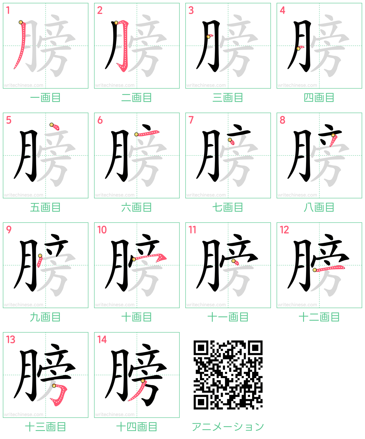 中国語の漢字「膀」の書き順 筆順