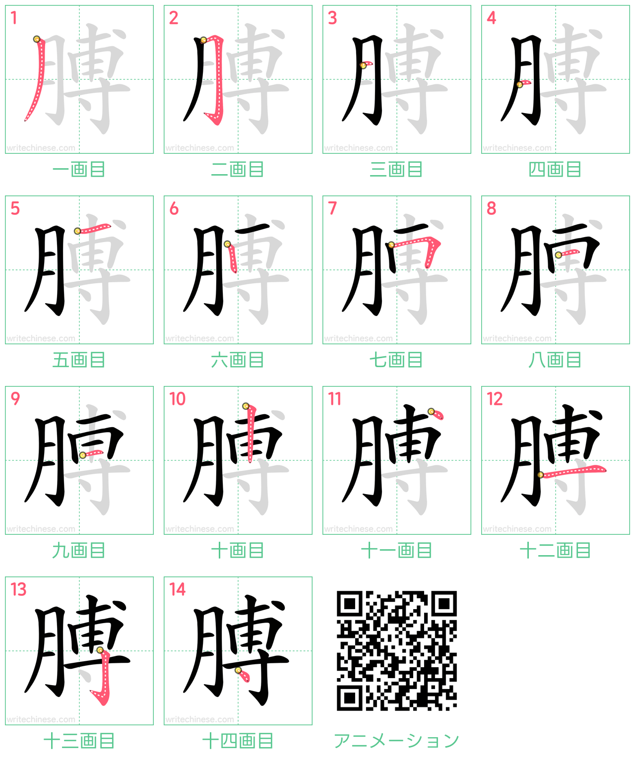 中国語の漢字「膊」の書き順 筆順