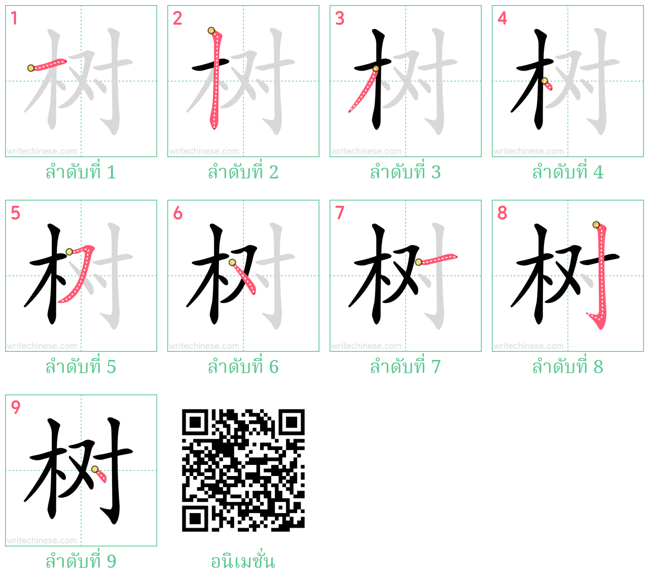 树 ลำดับการเขียน