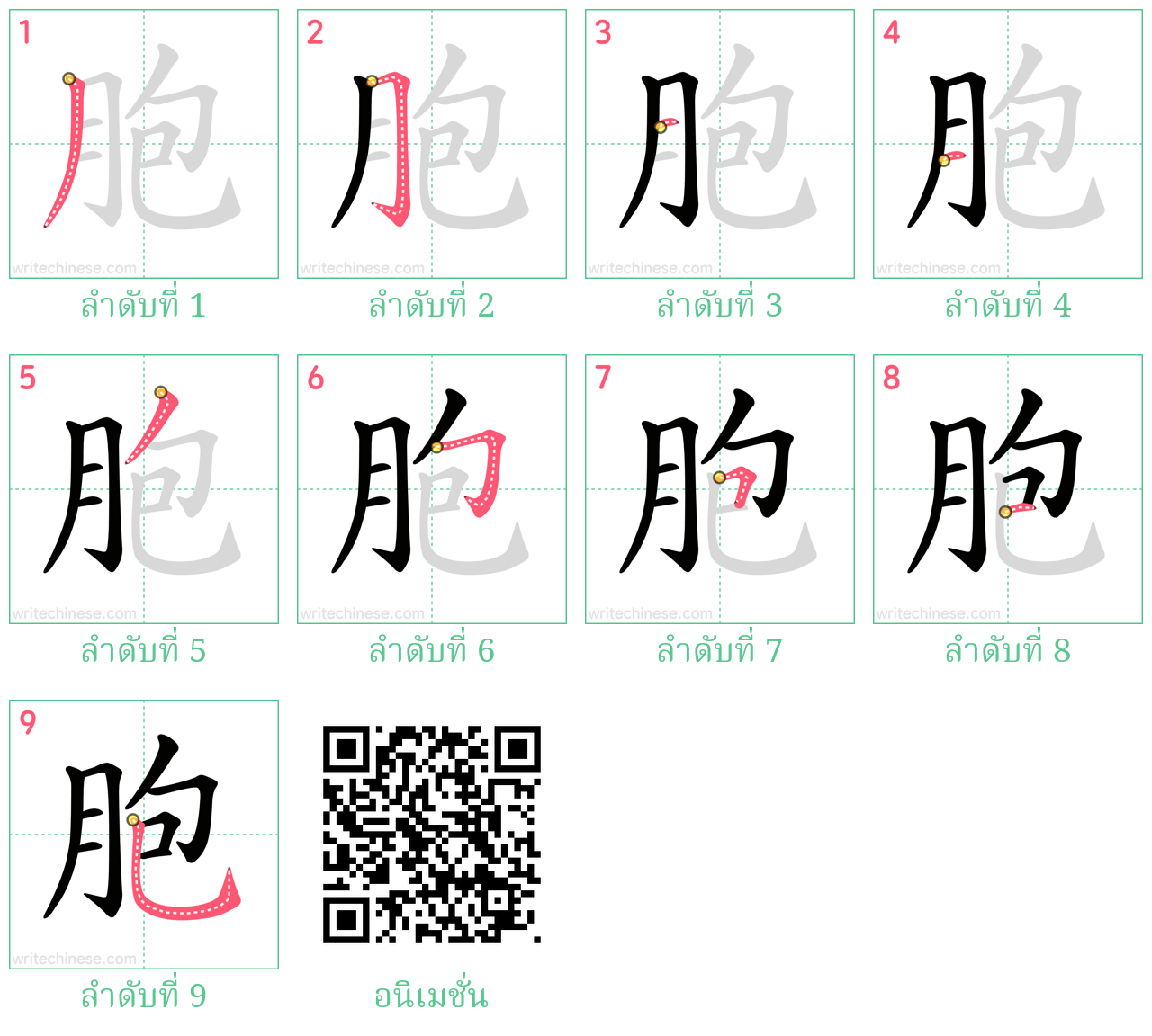 胞 ลำดับการเขียน